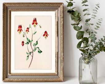 Antique 1860s Wildflower Wild Columbine from Rare Book Color Print - Print at Home Decor - INSTANT DOWNLOAD