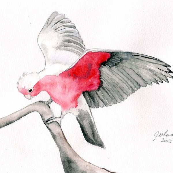 Watercolour bird painting, galah landing on a branch, A4 size, Australian, original, native bird, pink grey, sfa small format art