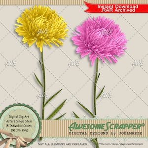 Aster Single Stalk Digital Clip Art por AwesomeScrapper - alta qualidade, 300 DPI PNGs, várias cores, flores, floral, jardim, primavera, natureza