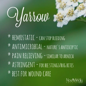 Yarrow Salve, Yarrow Herbal Salve, Tea Tree Oil Salve, Natural First Aid Balm, Herbal Salve, Yarrow, Herbal Remedy image 5