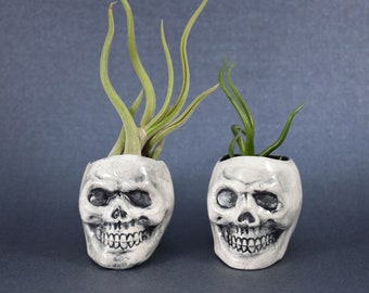 Skull Air Plant Holder