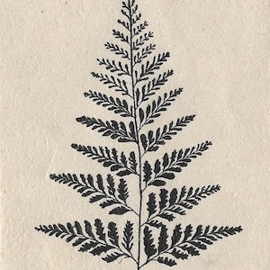 Vintage Fern Botanical Specimen Wall Print (digital) Cream | Neutral Botanical | Antique Flower Painting | Bathroom Wall Art | PRINTABLE