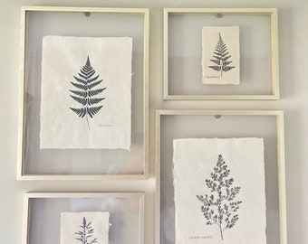 ウォールアートコレクション - 植物標本線画（デジタル）