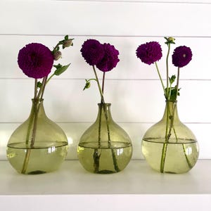 May include: Three round, light green glass vases with narrow necks, each containing water and stems of deep purple dahlia flowers. The vases are arranged in a horizontal row, showcasing their translucent, bulbous shapes and the vibrant contrast of the dark floral blooms against the pale green glass.