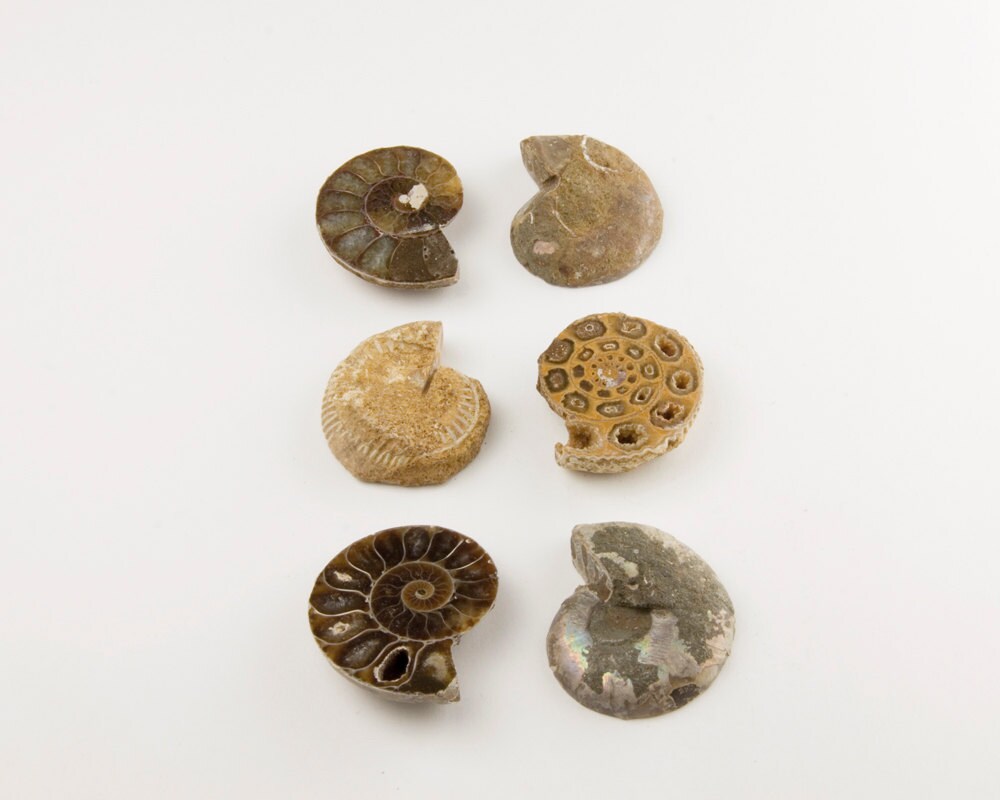 Whole Ammonite Shell Halves Large Ammonite Shell Pairs Large - Etsy
