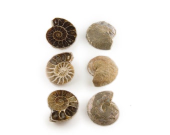 Whole Ammonite Shell Halves, Large Ammonite Shell Pairs, Large Whole Ammonite Shell, Large Ammonite Shell Halves, 30mm, 1 Pair