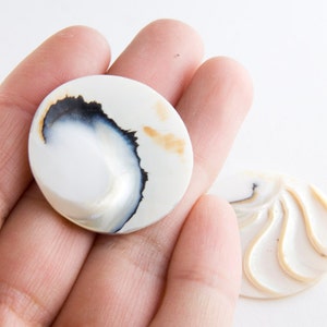 May include: Two white seashells with brown and black markings. The larger shell has a swirl pattern and the smaller shell has a more abstract pattern.