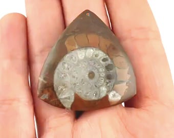 Large Ammonite Fossil Pendant Bead: 25-40mm, Front Drilled, Free Form Shape Gemstone, 1 Piece