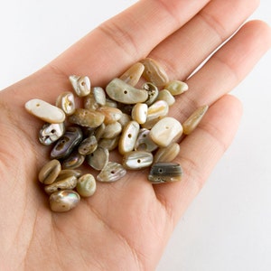 May include: A handful of natural shell beads in various shapes and sizes. The beads are a mix of beige, brown, and white with iridescent highlights.