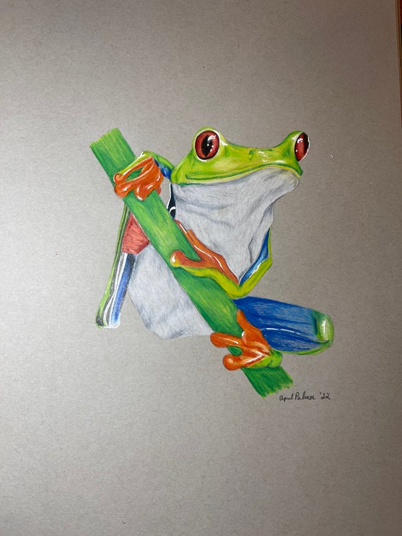 Frog Colored Pencil Drawing Etsy