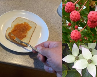 Dogwood Jam/Jelly recipe