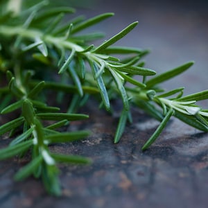 1/2 Ounce Rosemary Flavor Oil