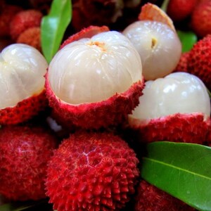 1/2 Ounce Lychee Fruit Flavor Oil