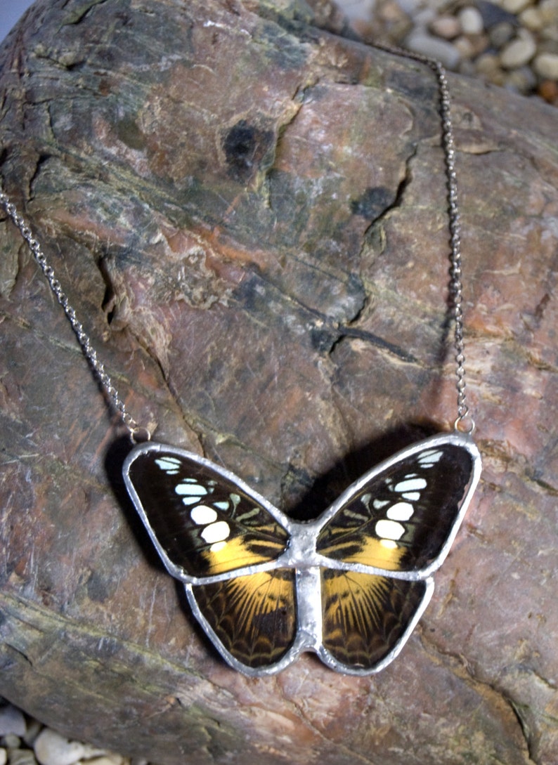 butterfly encased in glass butterfly encased in glass