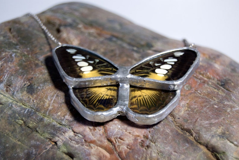 butterfly encased in glass butterfly encased in glass