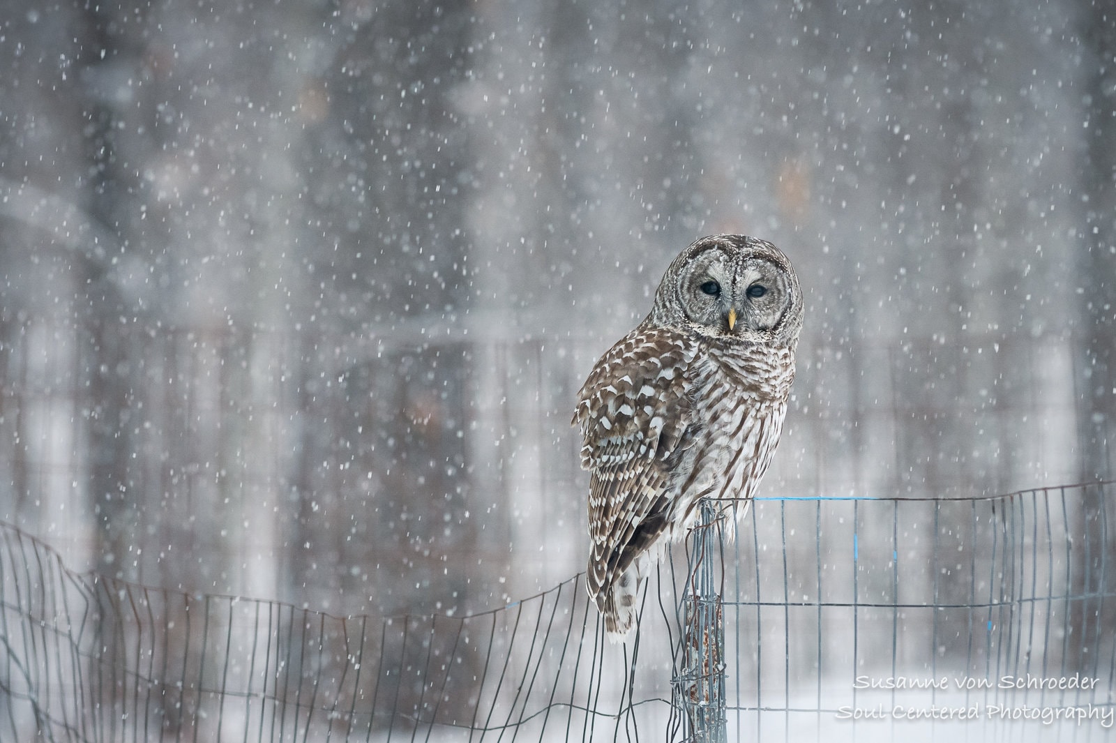 Owl Photos, Barred Owl, Set of 3 Photo Cards, Winter, Snow Flakes, Wildlife Photography, Wisconsin, 