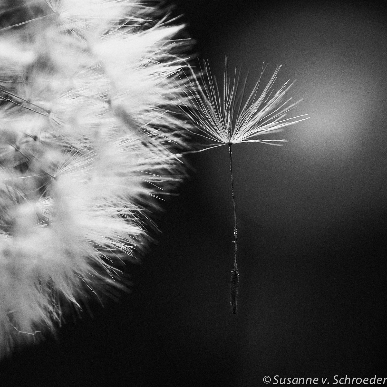 Black & White Photography Dandelion Wall Art Set of 4 Square - Etsy