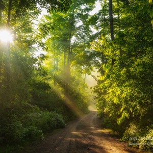 Photographie de nature, scène de forêt magique, rayons de lumière, lever de soleil, art curatif, forêt enchantée, jaune vert, pays des fées, décoration de cabane image 1