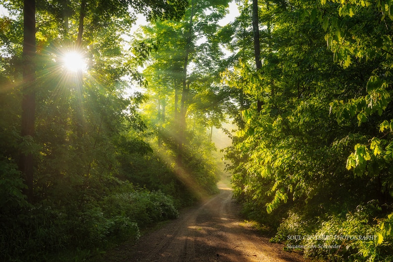 Photographie de nature, scène de forêt magique, rayons de lumière, lever de soleil, art curatif, forêt enchantée, jaune vert, pays des fées, décoration de cabane image 1