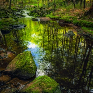 Nature Photography, Magical Woodland Scene, Summer, Creek, Fine Art Print, Enchanted Forest, Reflections, Fairy Land, Mossy Rocks, Healing