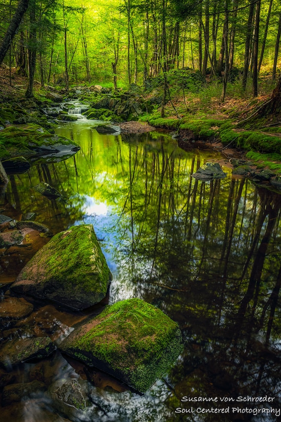 Woodland stream - Stock Image - C016/2344 - Science Photo Library