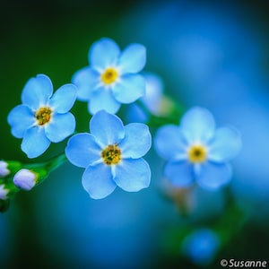 Flower Photography, Tiny Blue Forget-Me-Not, Fine Art Print, Photo Card, Mother's Day, Spring Summer Garden, Gift for Her, Home Decor