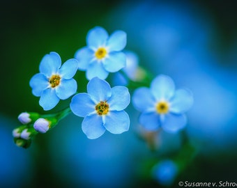 Flower Photography, Tiny Blue Forget-Me-Not, Fine Art Print, Photo Card, Mother's Day, Spring Summer Garden, Gift for Her, Home Decor