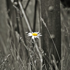 Photographie de la nature, Marguerite blanche, Noir et blanc, Touche de couleur, Impression de fleurs d’art, Roue de chariot, Simplicité, Style campagnard, Décoration intérieure