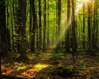 Nature Photography, Beam of Sun Light, Fine Art Print, Sun Ray, Summer Autumn Woodland, Green Yellow, Fairy Land, Magical, Cabin Home Decor