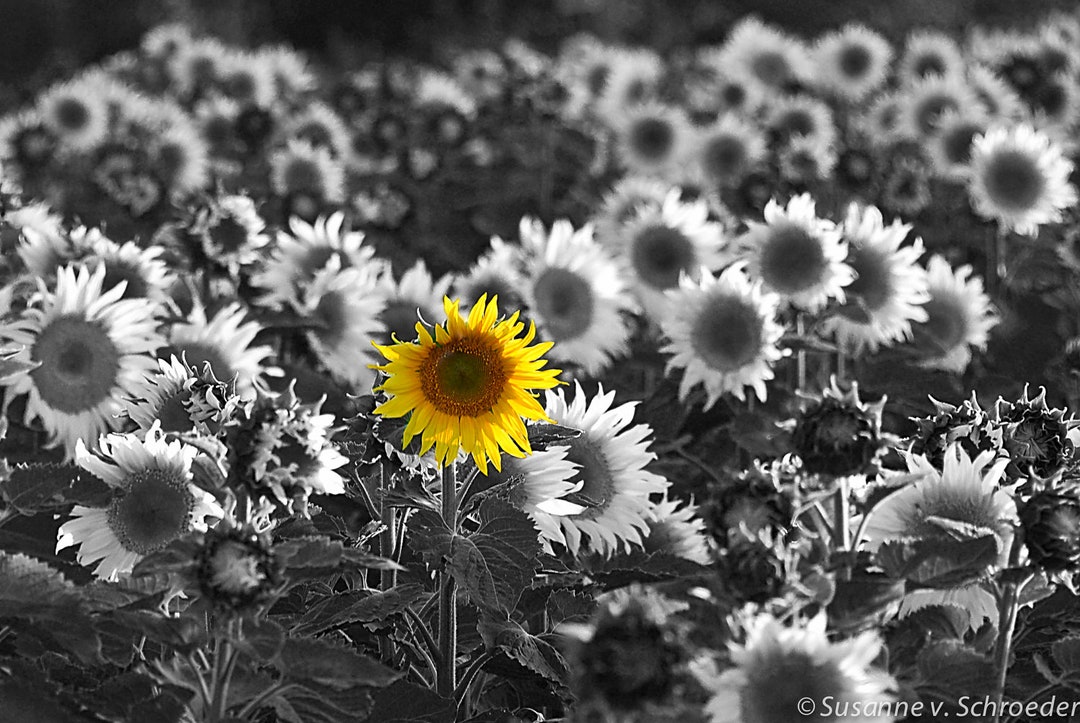 black and white sunflower photography wallpaper