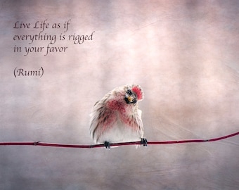 Rumi Quote, Inspirational Poetry, Greeting Card, Happy Bird, Red Poll, Spiritual Journey, Healing Art, Surrender, Nature Photography