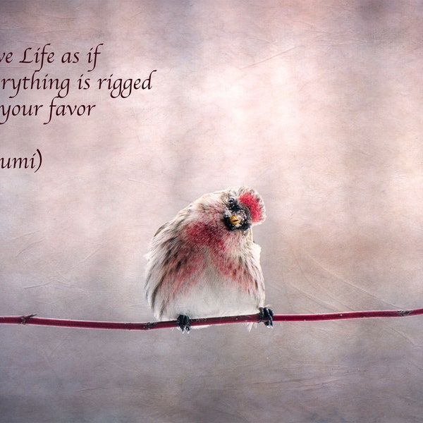 Rumi Quote, Inspirational Poetry, Greeting Card, Happy Bird, Red Poll, Spiritual Journey, Healing Art, Surrender, Nature Photography