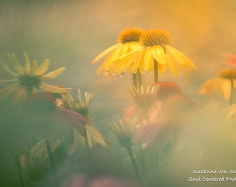 Flower Photography, Yellow Echinacea, Dreamy, Fine Art Print, Coneflower, Soft Pastel Colors, Healing Art, Nursery Wall Decor, Mother's Day