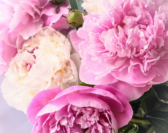 Photographie de fleurs, pivoines roses et blanches, impression d'art, fleurs printemps-été, délicat, romantique, fête des mères, féminin, décoration d'intérieur
