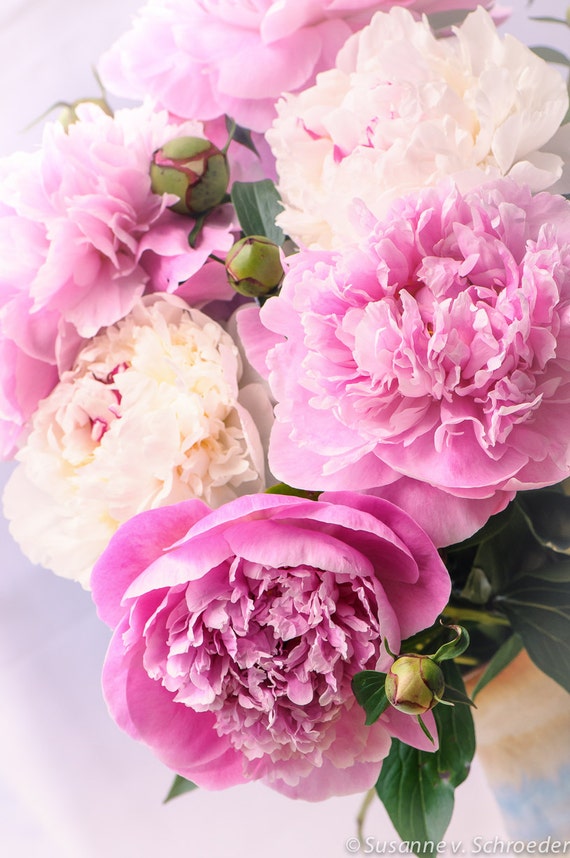 Fotografía de flores peonías blancas rosas estampado de - Etsy España