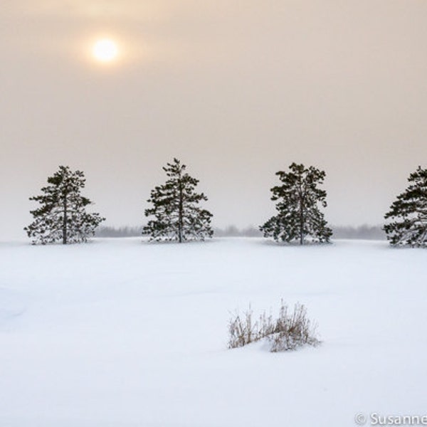 Photographie d'hiver, Arbres alignés, Soleil, Journée d'hiver, Pastels chauds et doux, Neige, Paysage d'hiver, Paisible, Serein, Wisconsin, Décoration d'intérieur