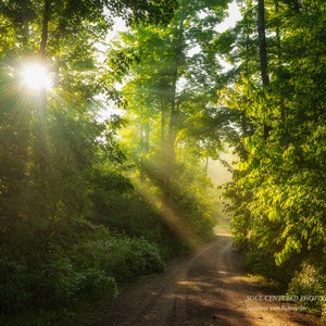 Photographie de nature, scène de forêt magique, rayons de lumière, lever de soleil, art curatif, forêt enchantée, jaune vert, pays des fées, décoration de cabane image 2