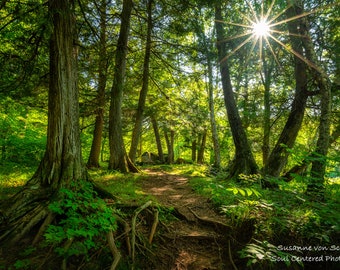 Enchanted Forest, Nature Photography, Sun Burst, Fine Art Print, Magical Place, Green Summer Woodland, Wisconsin, Healing Art, Cabin Decor