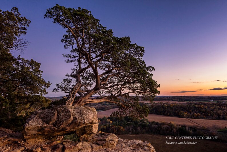 May include: A lone tree with twisted branches grows out of a large rock on a cliff overlooking a valley. The sky is a vibrant purple and orange at sunset.