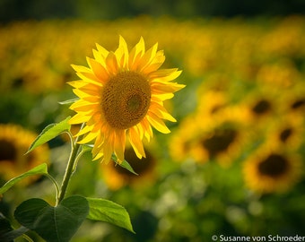 Sunflower Photo, Yellow Flower Photography, Fine Art Print, Mother's Day, Summer, Sunlight, Bokeh Photography, Cheerful, Happy, Home Decor