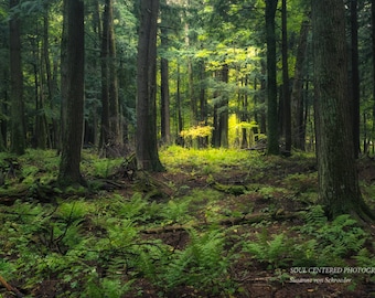 Nature Photography, Old Growth Forest, Porcupine Mountains, Michigan, Fine Art Print, Green Woodland, Wilderness, Magical, Cabin Home Decor