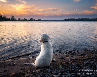 Puede incluir: Un perro blanco se sienta en una playa de guijarros, mirando un lago tranquilo con una puesta de sol en el fondo.