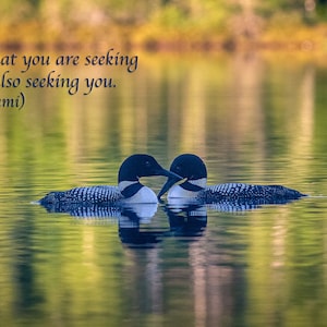 May include: Two common loons, also known as great northern divers, with black and white patterned feathers, are swimming in a lake with green and yellow reflections. The loons are facing each other with their heads touching. The quote "What you are seeking is also seeking you. (Rumi)" is written above the loons.