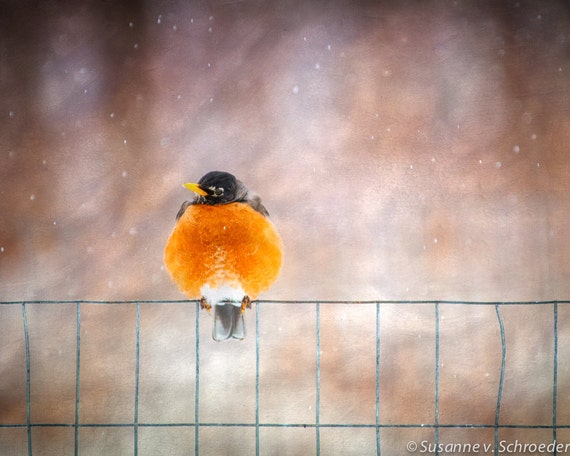 ORANGE BEAUTIFUL ROBIN BIRD WALL ART CANVAS PRINT PICTURE READY TO HANG