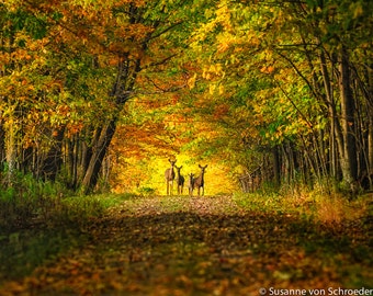 Deer Photo, Fall Colors, Deer Family, Magical Woodland, Enchanted Forest, Autumn, Cabin Wall Decor, Fairy Tale, Golden Forest, Wisconsin