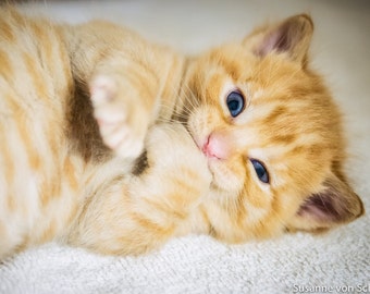 Kitten Photos, Set of 3 Photo Cards, Adorable, Fun, Cute, Orange Tabby Cat, Blue Eyes, Pet Photography, Nursery Wall Art, Gift for Cat Lover