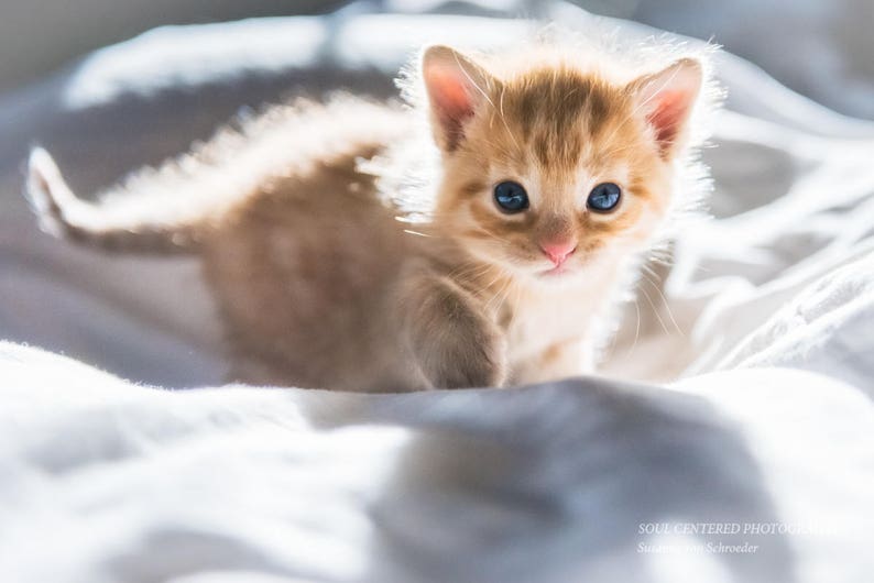 Kitten Photos, Set of 3 Photo Cards, Adorable, Fun, Cute, Orange Tabby