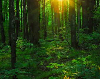 Nature Photography, Sun Light in Forest, Fine Art Print, Photo Card, Sun Rays, Woodland, Green Yellow, Fairy Land, Cabin Decor, Wisconsin