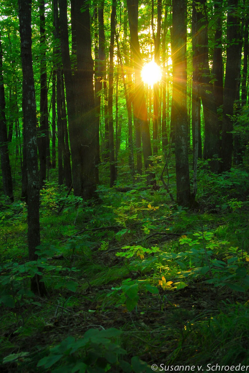 Scenic Scenery with Sunbeams in The Forest Sunny Summer Day Morning View Casual Swim Trunks All Scenic Scenery with Sunbeams in The Forest Sunny Summer Day Morning View Casual Swim Trunks All