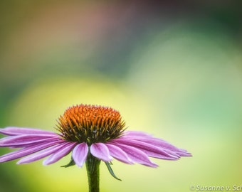 Photographie de fleurs, échinacée rose, marguerite, impression d'art, échinacée, couleurs pastel douces, art de la guérison, décoration murale pour chambre de bébé, fête des mères